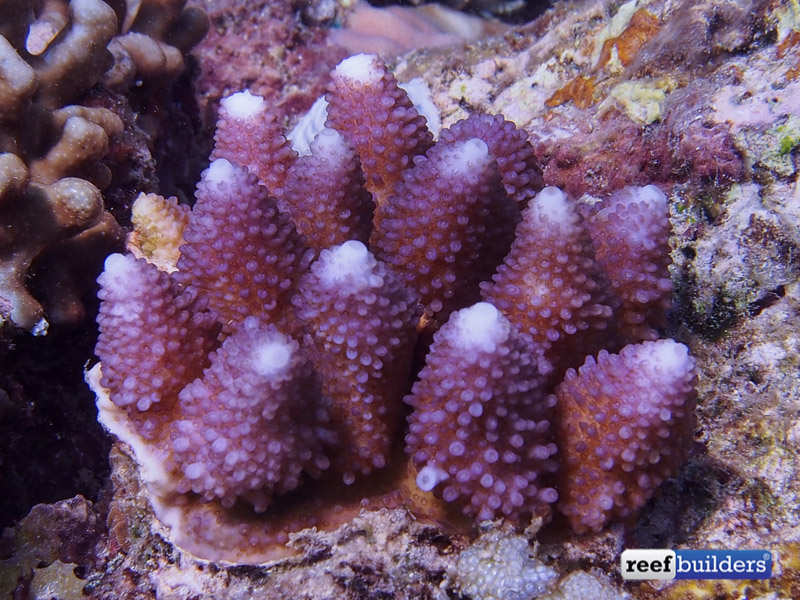 philippines stony soft corals-11.jpg