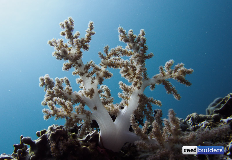 philippines stony soft corals-13.jpg