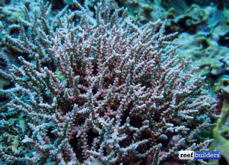 philippines stony soft corals-14.jpg