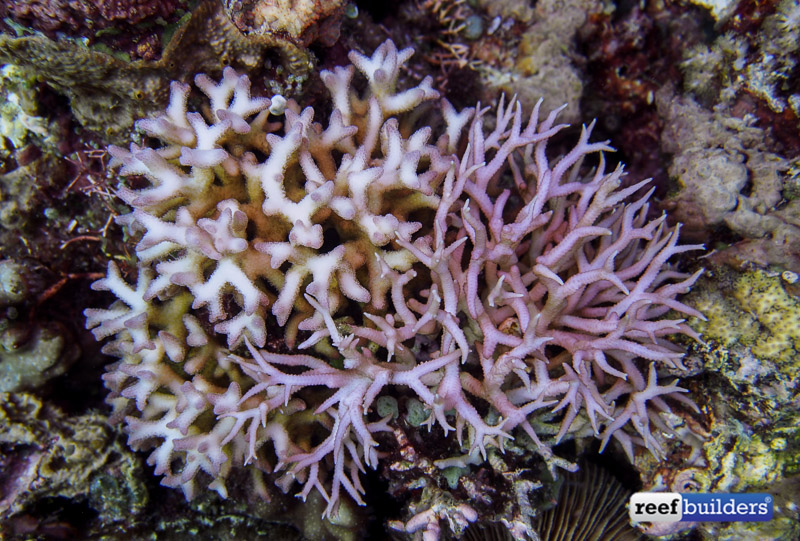 philippines stony soft corals-15.jpg