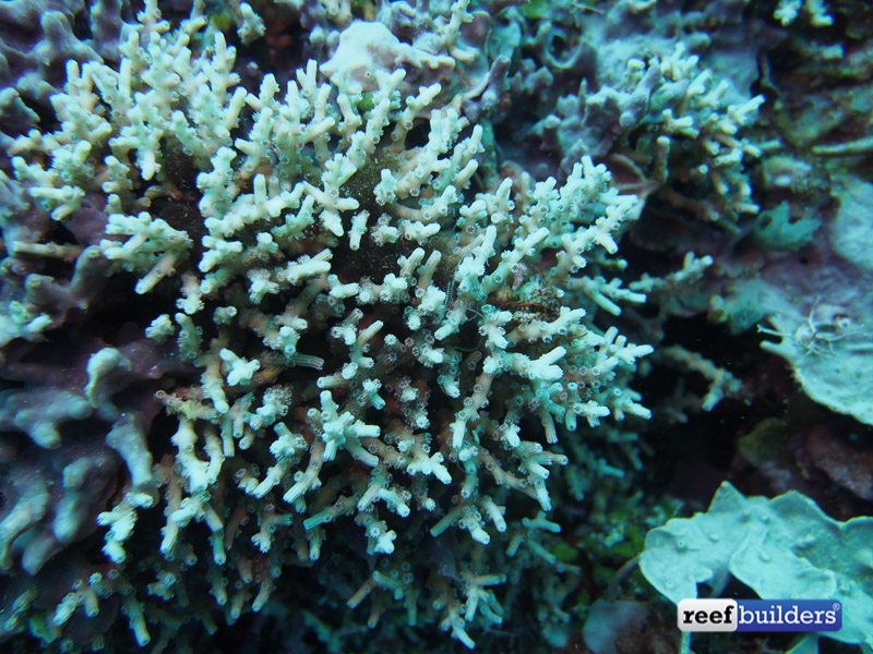philippines stony soft corals-16.jpg