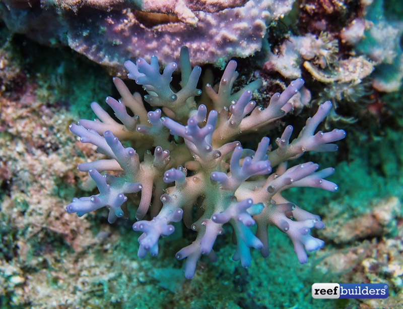 philippines stony soft corals-17.jpg