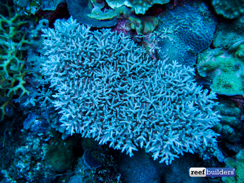 philippines stony soft corals-18.jpg