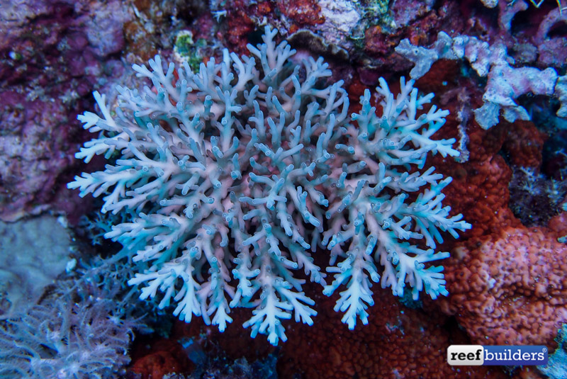 philippines stony soft corals-19.jpg