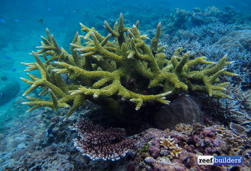 philippines stony soft corals-2.jpg