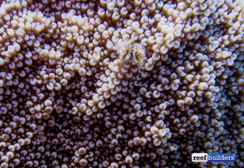 philippines stony soft corals-3.jpg