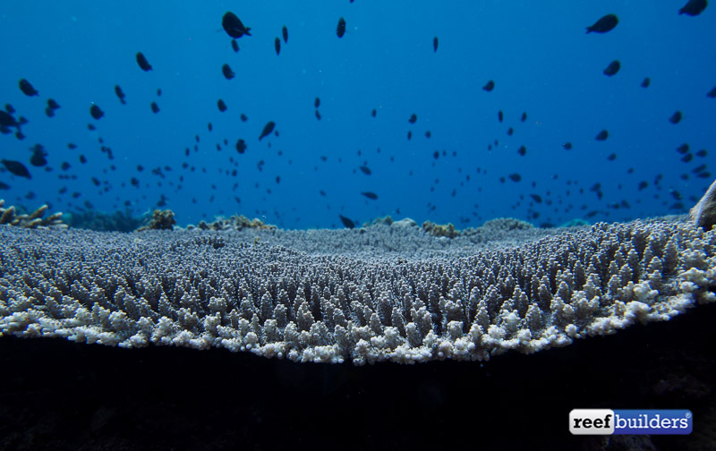 philippines stony soft corals-5.jpg