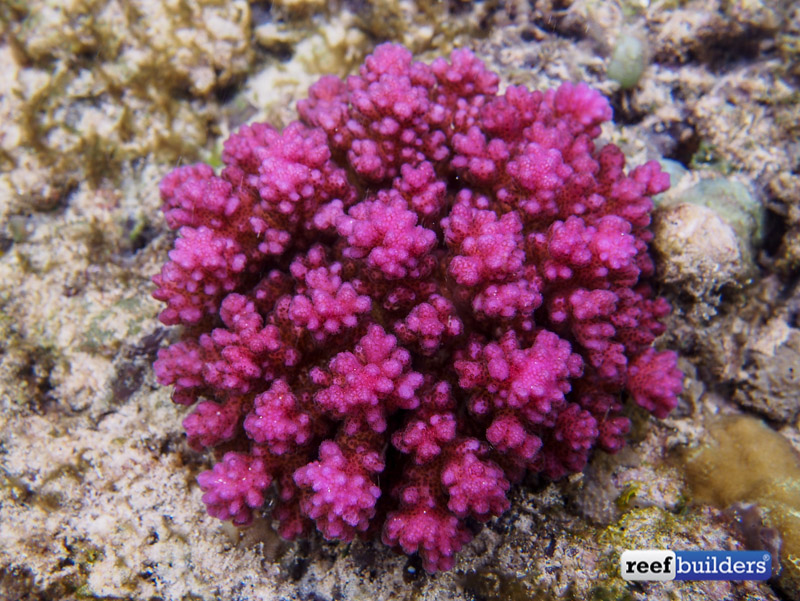 philippines stony soft corals-7.jpg