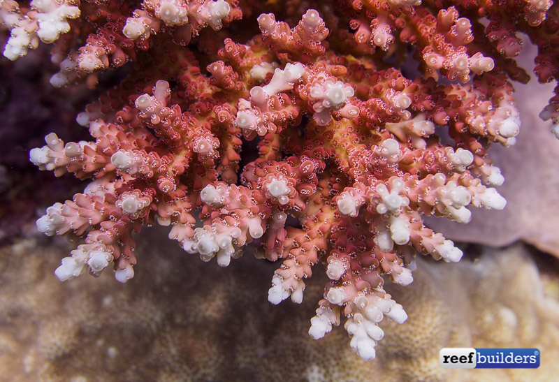 philippines stony soft corals-8.jpg