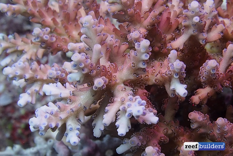 philippines stony soft corals-9.jpg