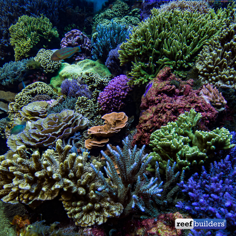 Dreamy coral reef scape of the Denver Downtown Aquarium | Reef Builders ...