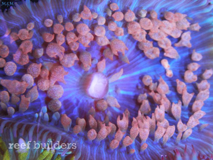 caribbean bubble mushroom anemone