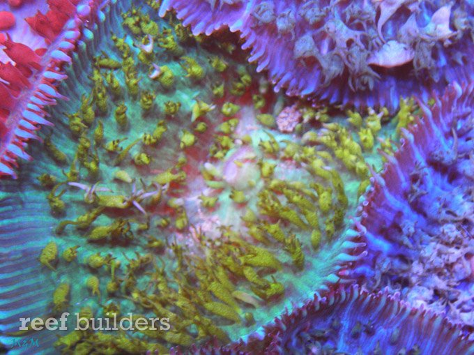 caribbean bubble mushroom anemone