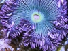flower anemone 2