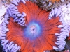 flower anemone 3