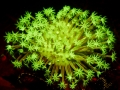 fluorescent-coral=night-dive-10