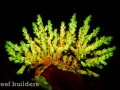 fluorescent-coral=night-dive-11