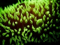fluorescent-coral=night-dive-13