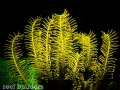 fluorescent-coral=night-dive-8