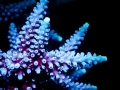 fluorescent-coral=night-dive-1