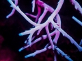 fluorescent-coral=night-dive-2