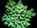 fluorescent-coral=night-dive-3