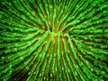 fluorescent-coral=night-dive-4