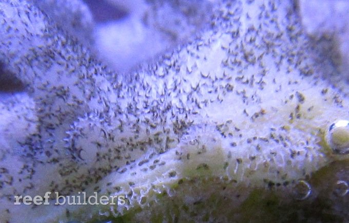 halofolliculina corallasia
