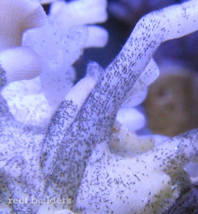 halofolliculina corallasia