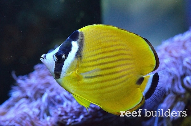 hybrid-butterflyfish