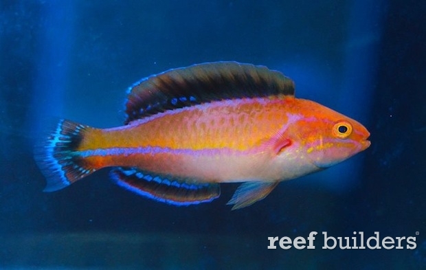 hybrid-fairy-wrasse