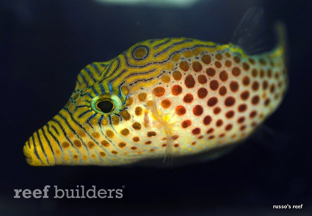 leopard toby puffer