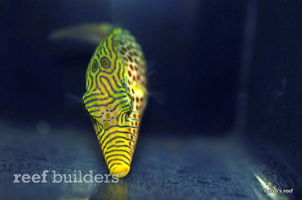 leopard toby puffer