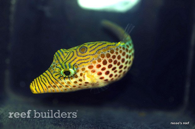 leopard toby puffer