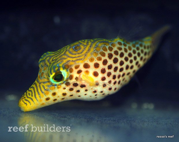 leopard toby puffer