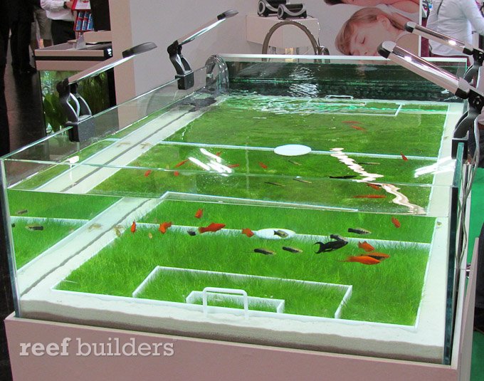 football aquarium
