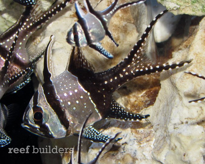 panda banggai cardinalfish