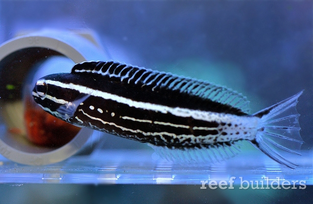 kamohara-fang-blenny