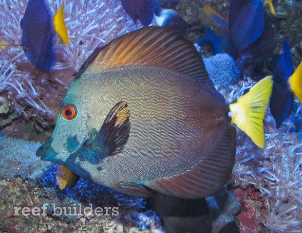 aberrant tricolor koi scopas tang