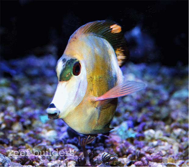 aberrant tricolor koi scopas tang