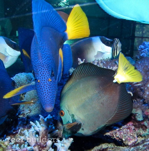 aberrant tricolor koi scopas tang