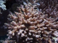 Corals of Kwajalein Atoll