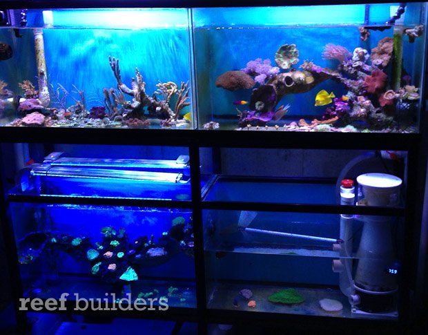 https://reefbuilders.com/wp-content/blogs.dir/1/files/lifeguard-led-thermometer/lifeguard-led-thermometer-3.jpg