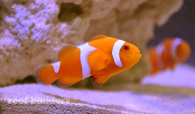 Some analysis of the ‘albino’ ocellaris clownfish from Proaquatix