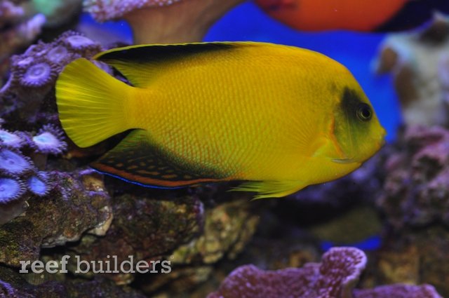 yellow angelfish