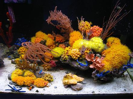 mariusz-sun-coral-reef-6