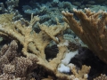 Corals of Kwajalein Atoll