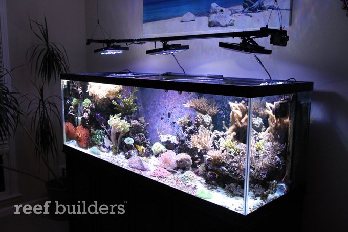 reef aquarium led light