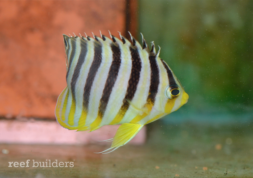 Marshallese multibar angelfish is the healthiest Paracentropyge we’ve ...