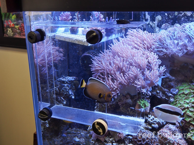 Is this the best aquarium fish trap? Reef Builders The